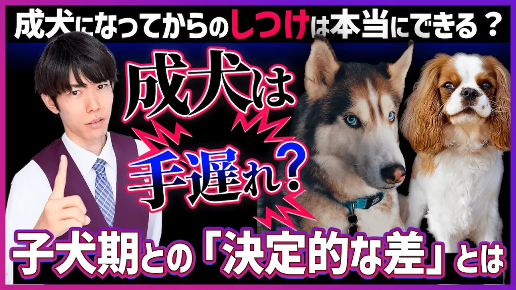 成犬になってからのしつけはもう遅い?プロが教える「学び直し」のコツと成功へのステップ