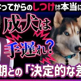 成犬になってからのしつけはもう遅い？プロが教える「学び直し」のコツと成功へのステップ