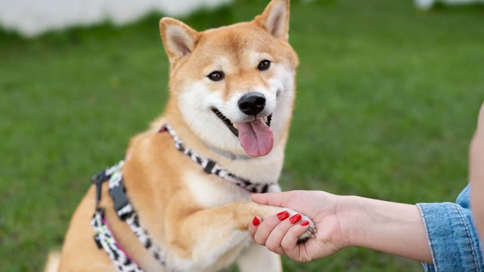 5. 愛犬の個性に合わせたアプローチを