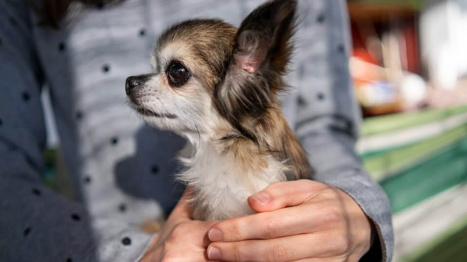 【保存版】子犬との暮らしで“絶対に”してはいけないこと|知らないと後悔します。