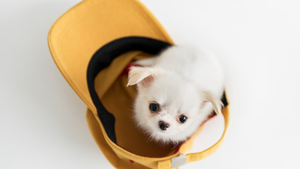 「どうしてトイレを失敗するの？」愛犬がわざと失敗する心理と、プロが教える3つの根本解決策