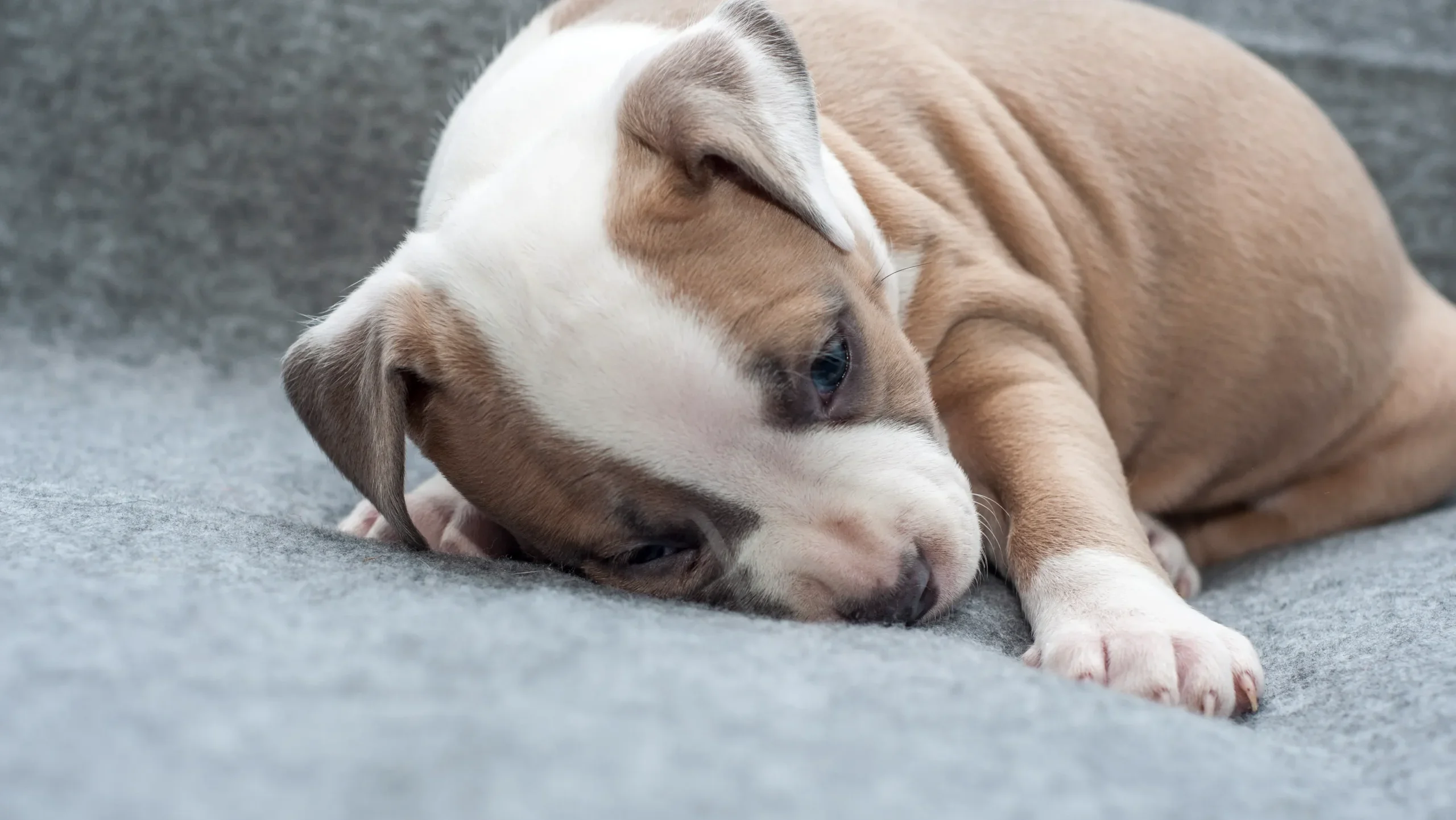 はじめに：年末年始に愛犬が抱えるストレスとは？