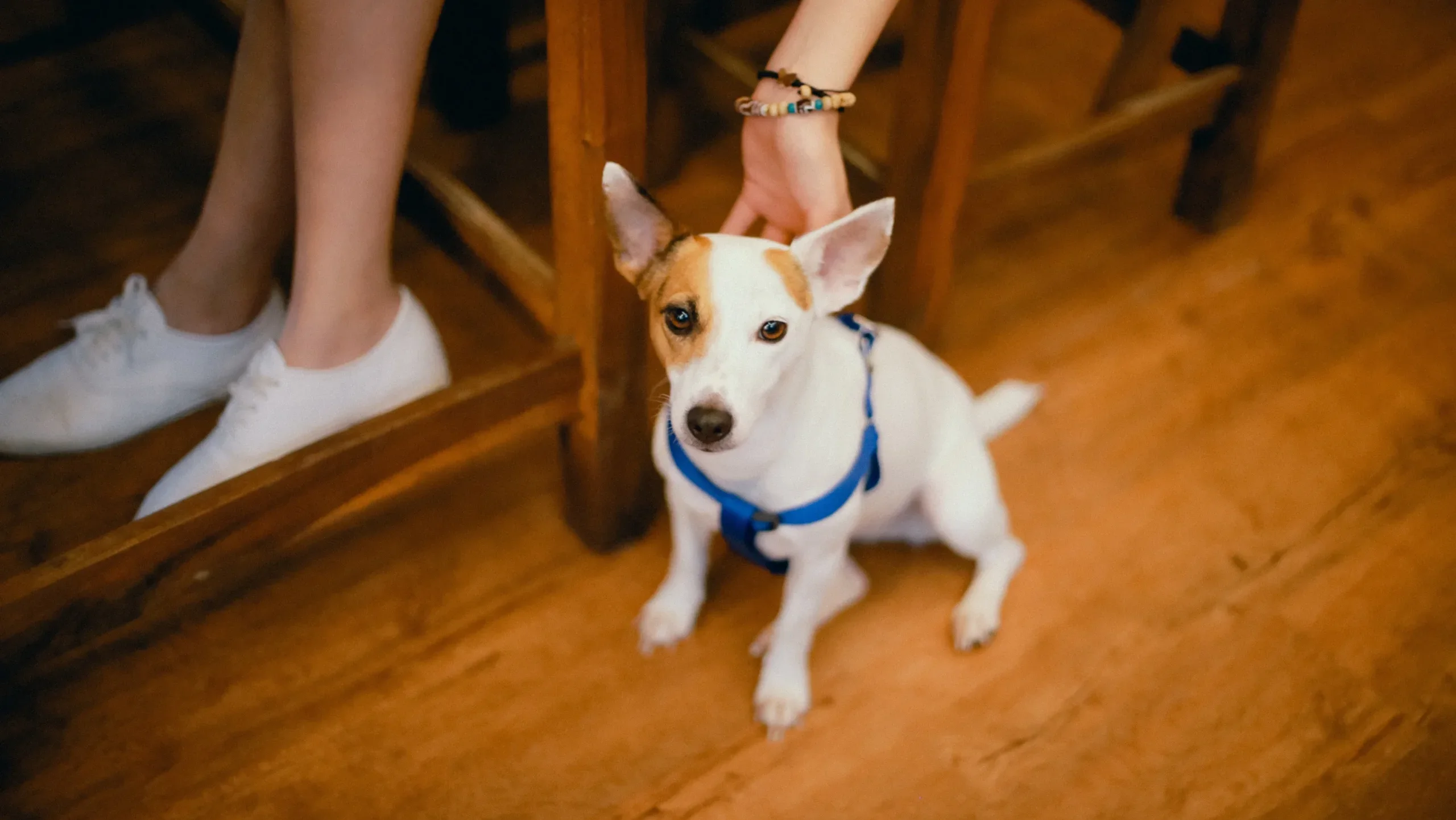 「信用できない犬」には命綱が必要