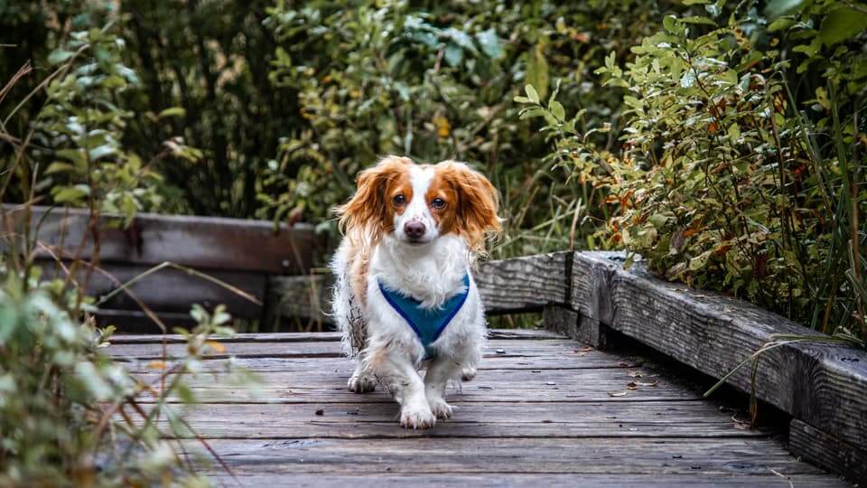 キャバリアの性格