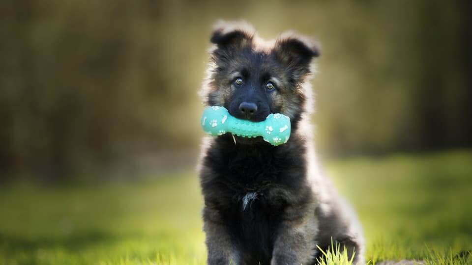 2. 噛む欲求を「解消する場所」を作ってあげる