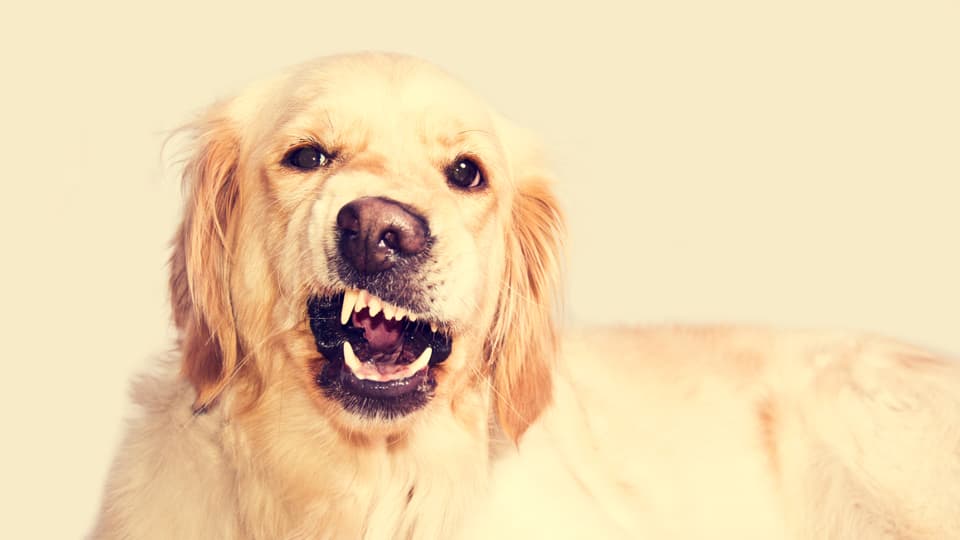 1. 吠え防止グッズの落とし穴:なぜ「力技」はおすすめできないのか