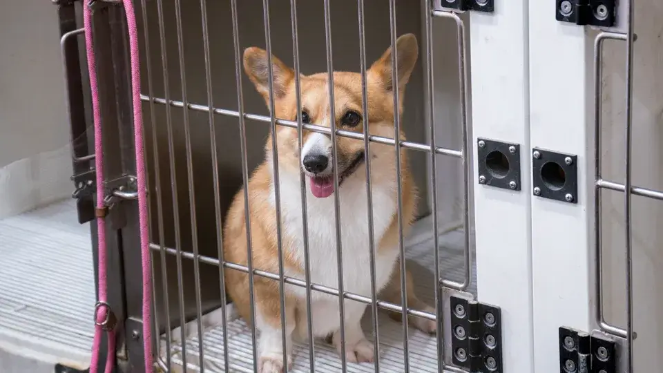 犬を落ち着かせる方法