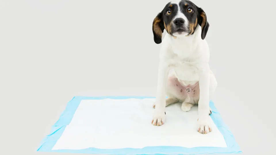 トイレの成功に良いイメージが無くなった