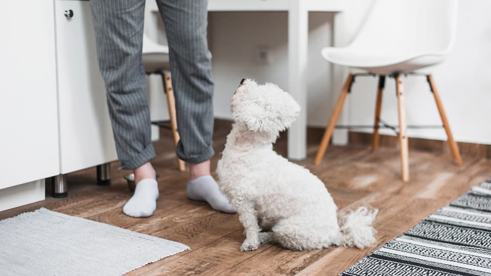 1. 成犬としつけ:なぜ「遅すぎる」ことはないのか