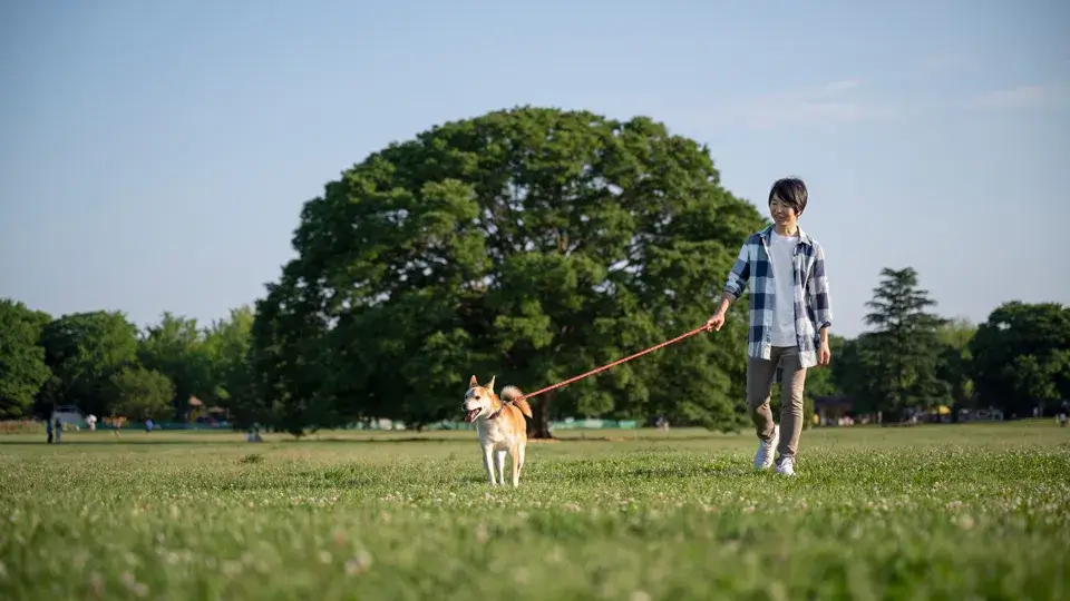 犬に対するイメージが悪い場合の対処方法