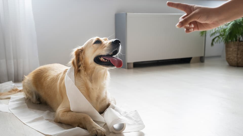 「どうしてトイレを失敗するの？」愛犬がわざと失敗する心理と、プロが教える3つの根本解決策