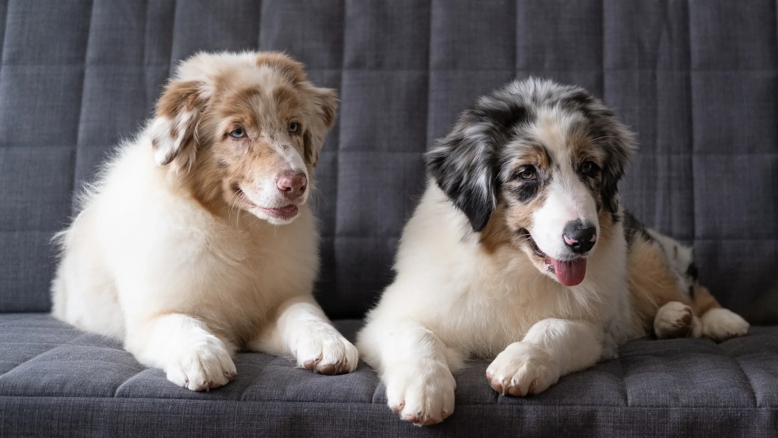 先住犬の生活が「脅かされる」リスクを理解する
