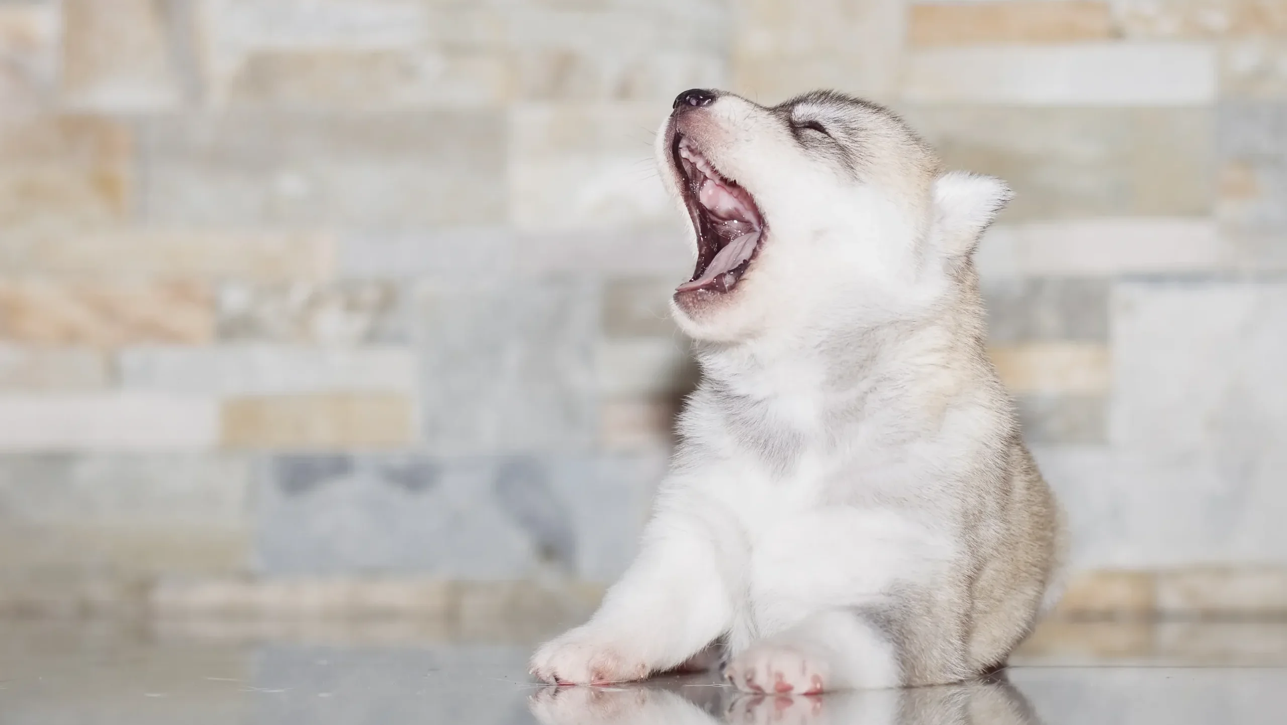 犬の夜泣き・朝の早泣きには理由がある!まずは原因を突き止めよう
