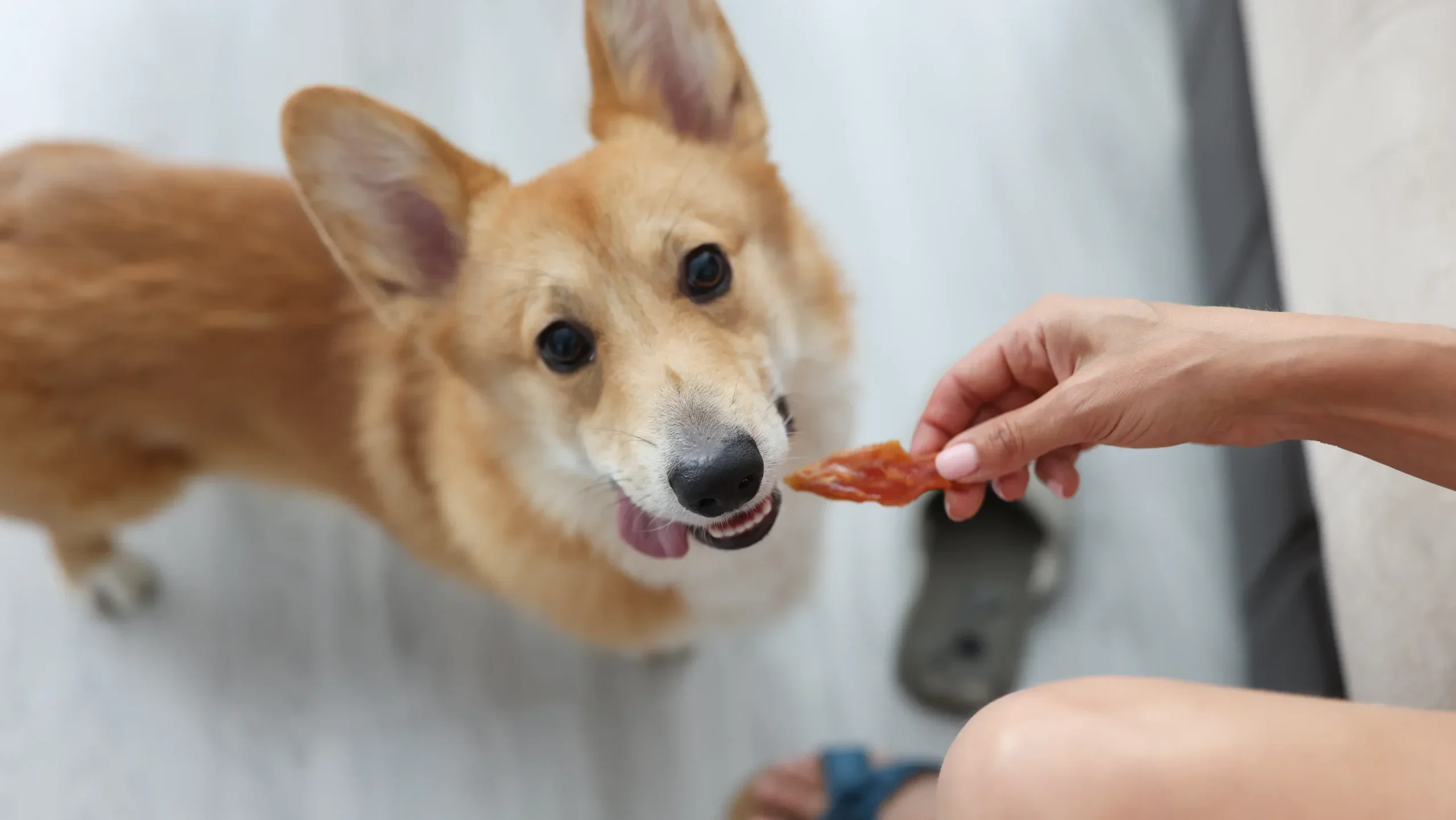 2. 依存させないための「与えるタイミング」