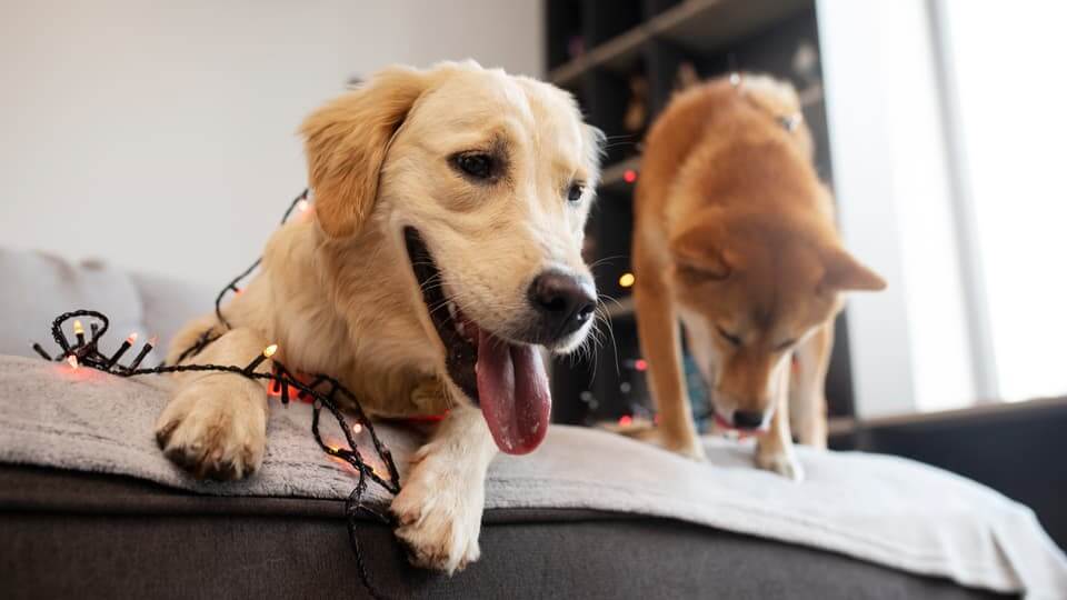 ヨークシャテリアVSキャバリア!ケンカをさせない方法とは?【LINE無料相談にプロドッグトレーナーが直接返信】