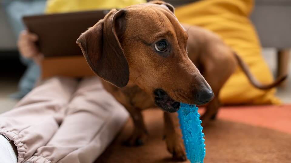 3. 「社会化」を通じて噛む加減を学ばせる