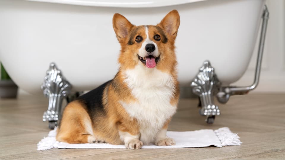 「どうしてトイレを失敗するの？」愛犬がわざと失敗する心理と、プロが教える3つの根本解決策