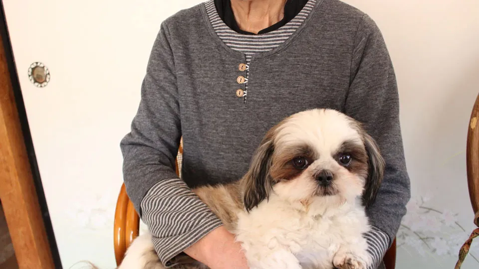 まとめ:今からできる「備え」が愛犬のQOLを高める