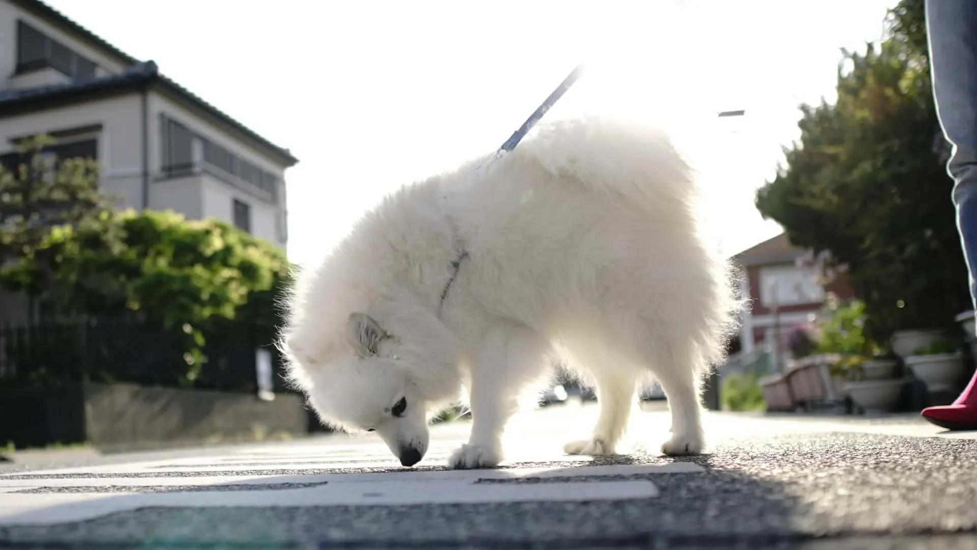お散歩の目的