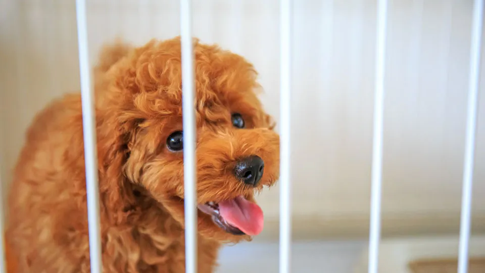 子犬の時期の「吠え」の正体とは?
