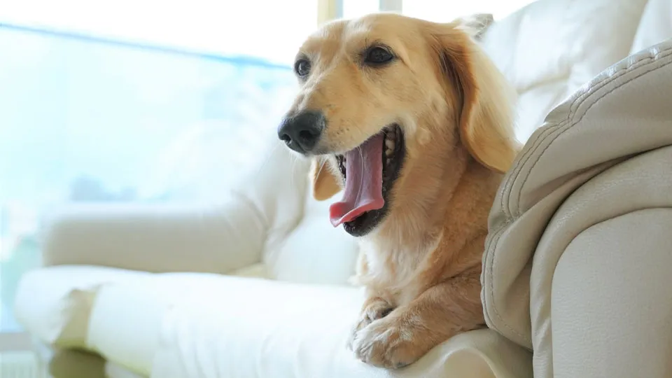 なぜ犬はソファーやベッドなどの「高い場所」を好むのか？