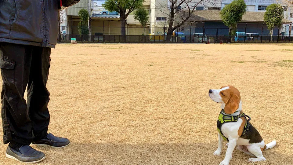 コマンドを覚えることと「言うことを聞く」のは別物