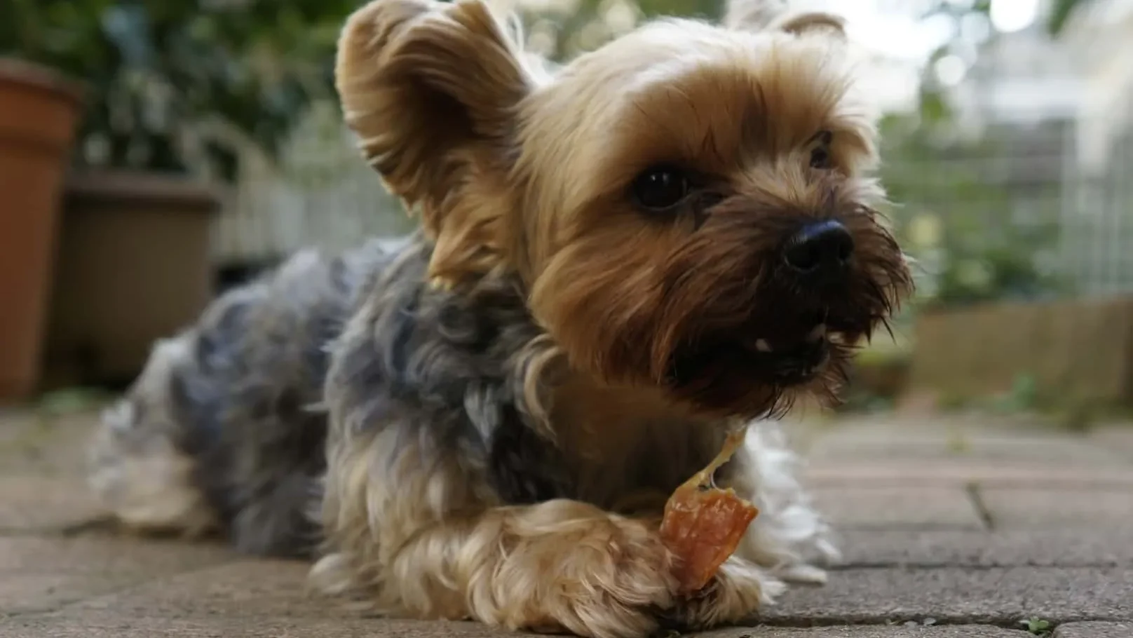 犬が拾い食いをした時の注意点