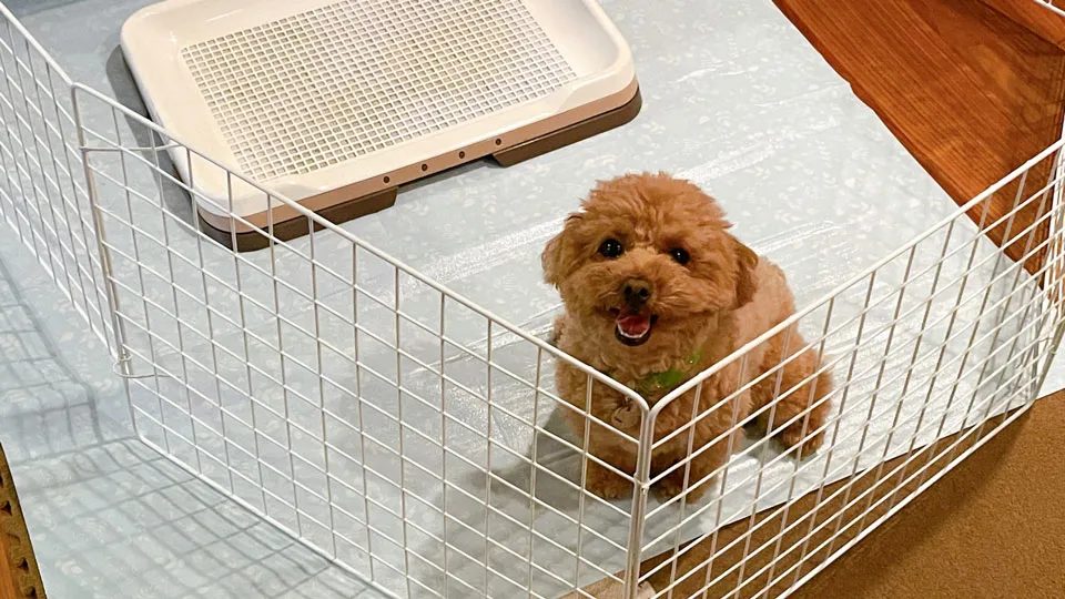 子犬の時期の「吠え」の正体とは?