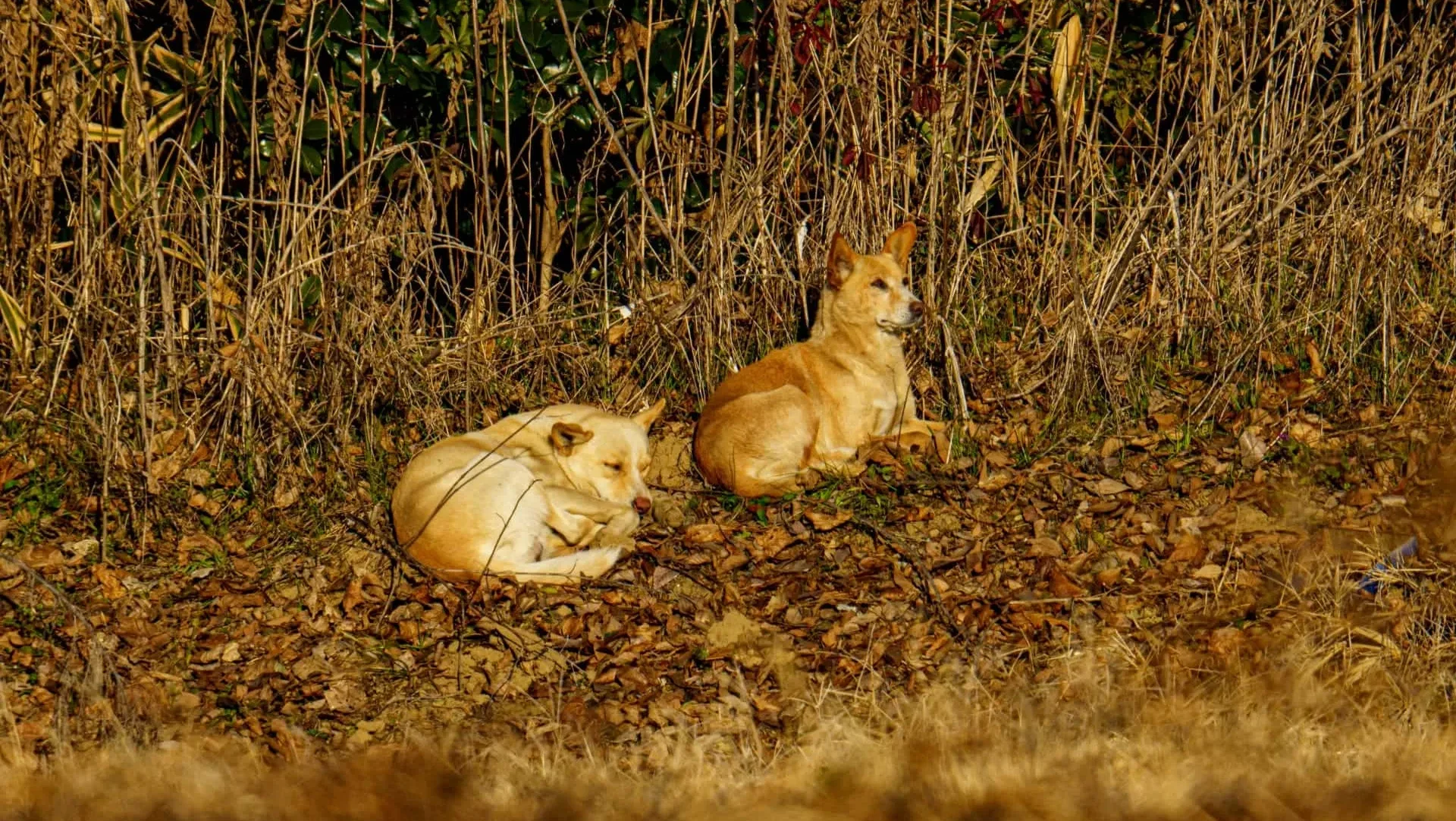野犬の特徴