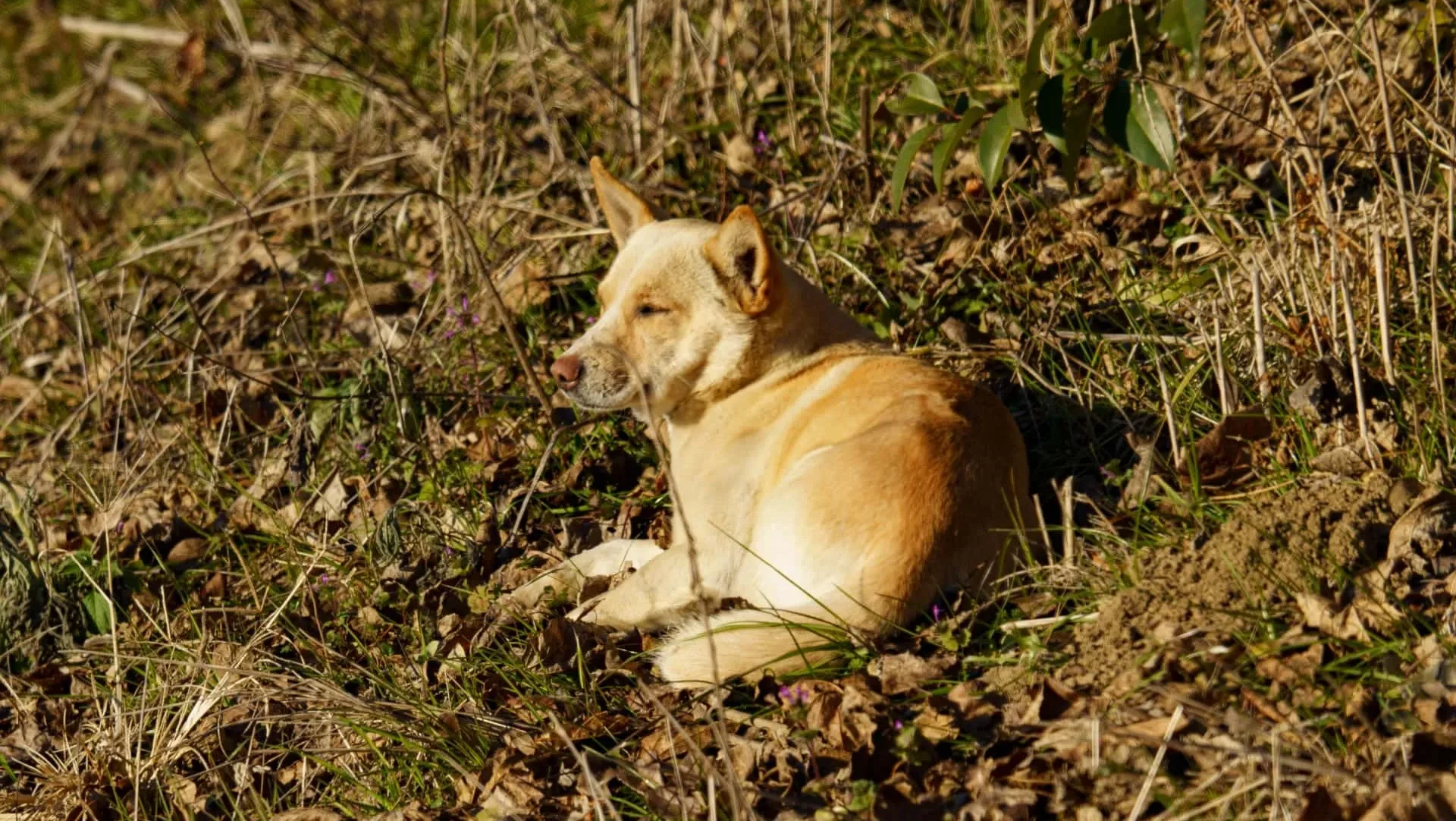 野犬の特徴