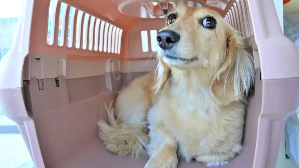 大きな音から愛犬を守る「クレート・ケージ管理」の重要性