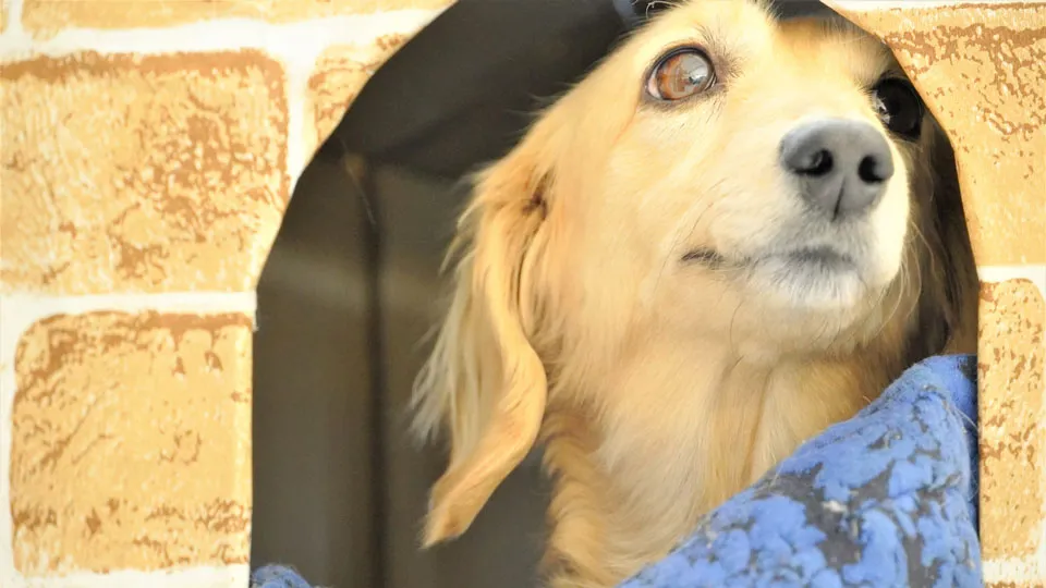 大きな音から愛犬を守る「クレート・ケージ管理」の重要性