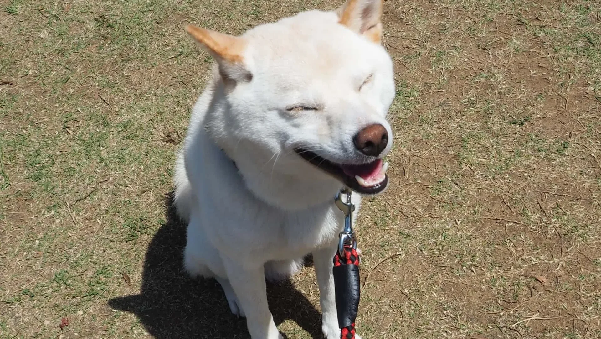 犬が拾い食いをした時の注意点