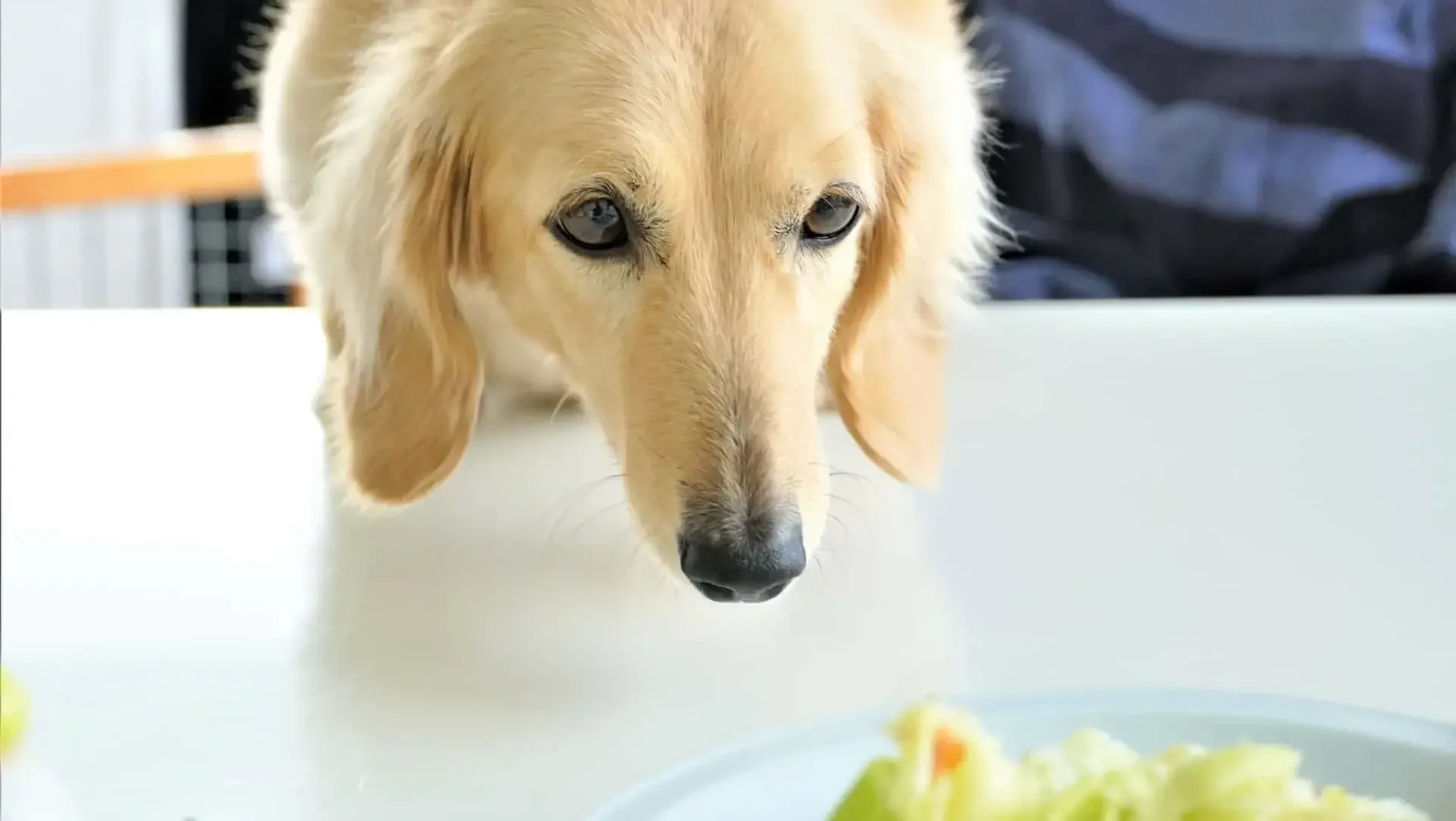 なぜ犬は食事の前にこれほど興奮するのか？