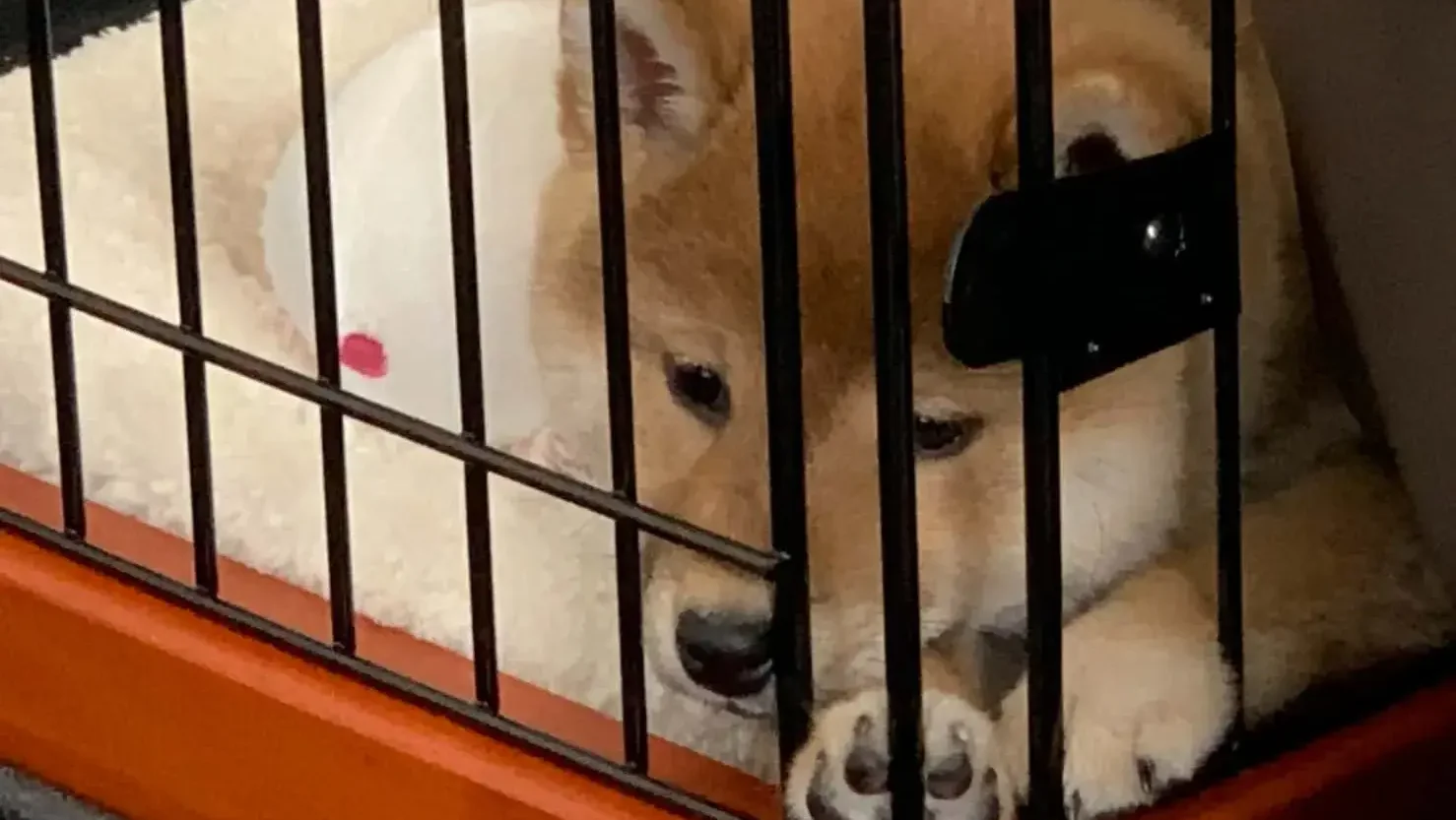プロが教える！興奮させないための「環境管理」3つのステップ