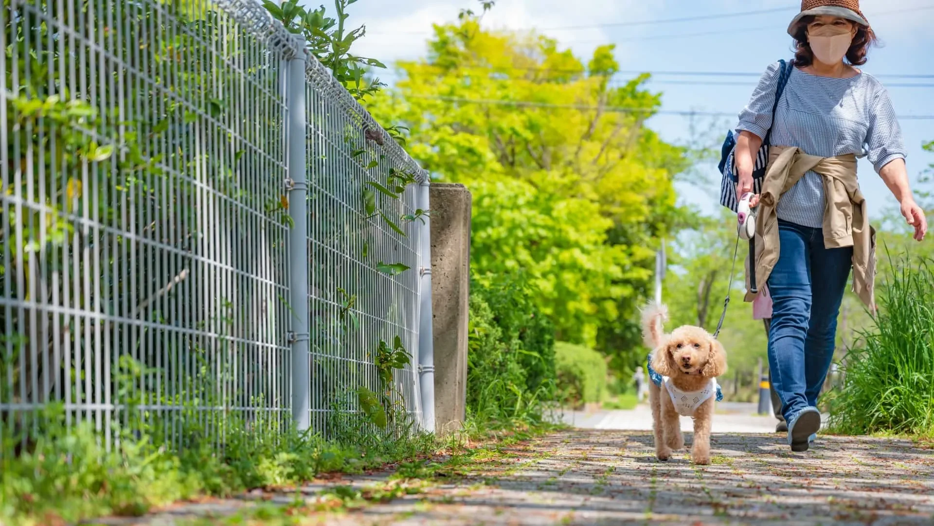 犬の散歩の練習