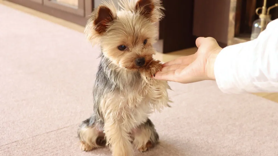 改善のためのステップ：飼い主様が「トレーナー以上」に意識すべきこと