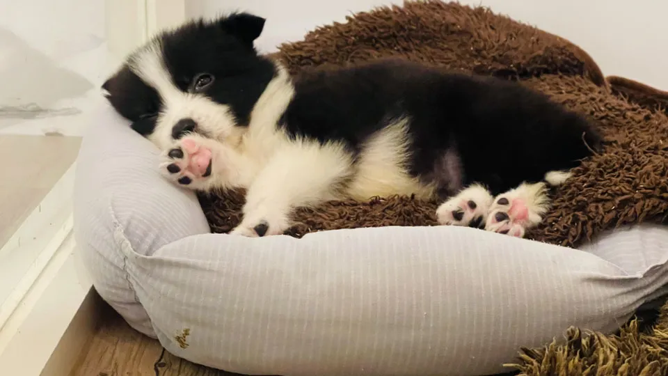 まとめ：愛犬の健康と平和な暮らしを守るために