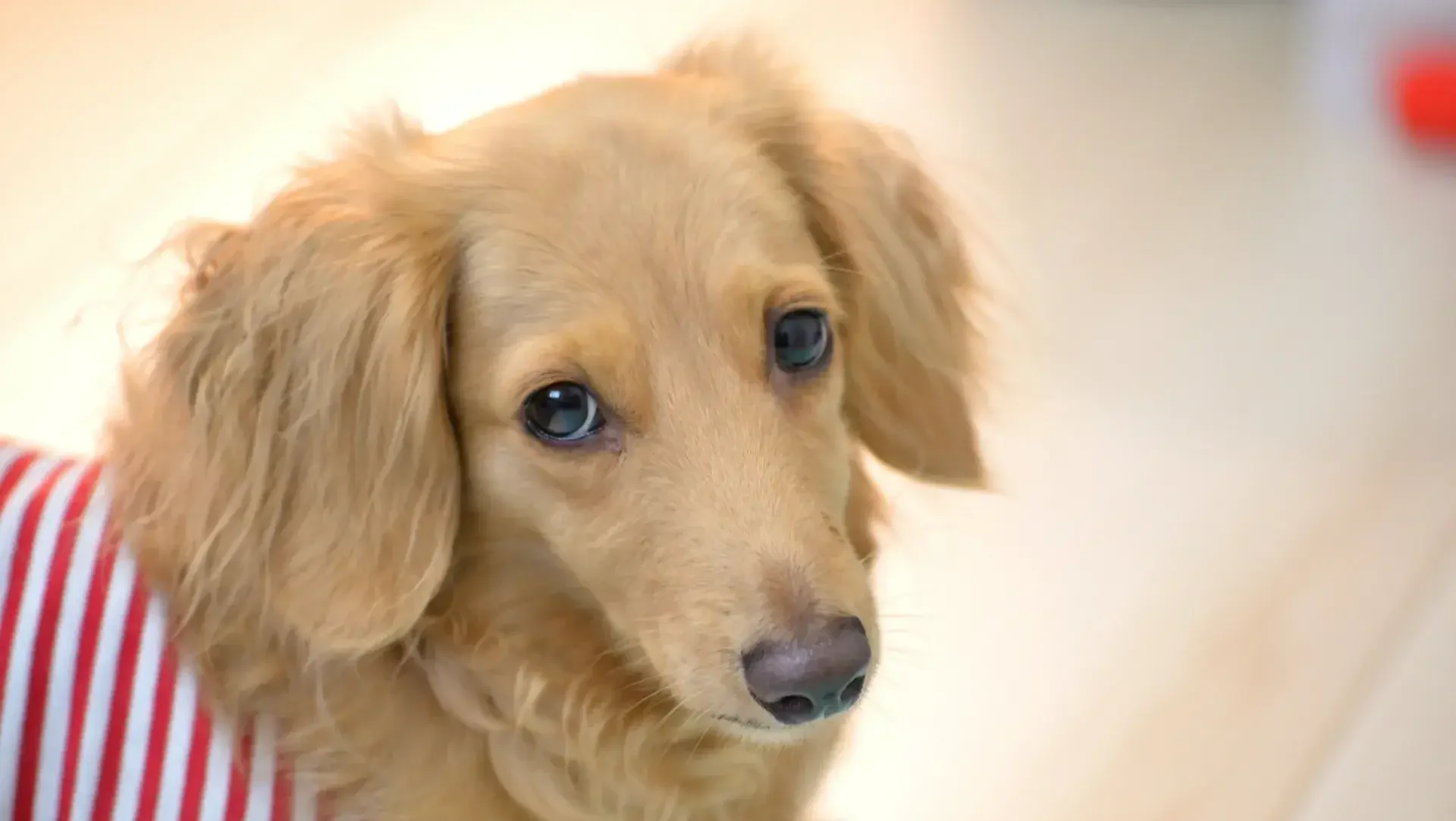 はじめに：愛犬は飼い主の「心」を映す鏡