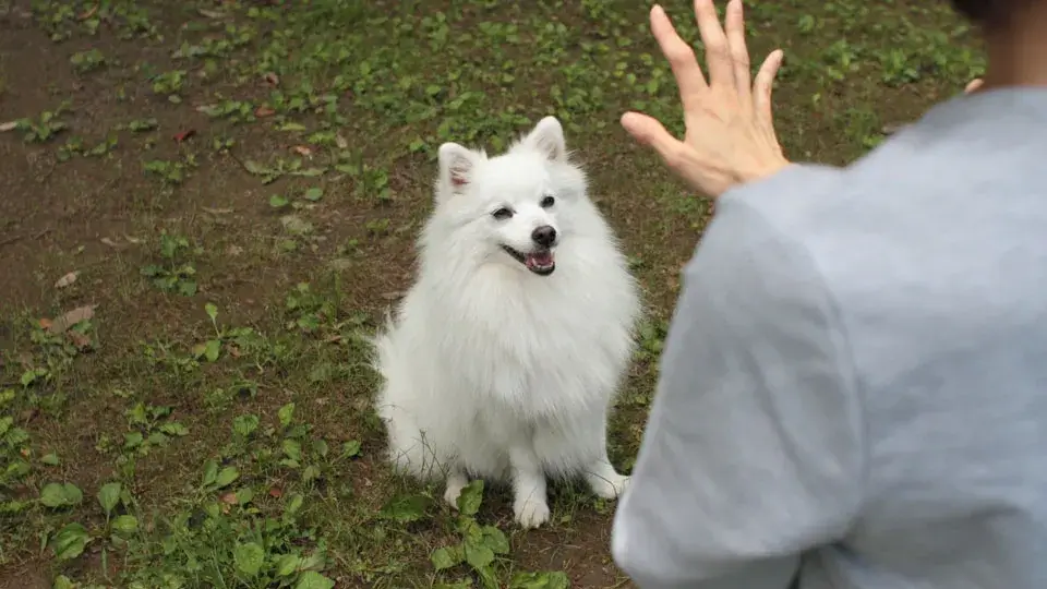 1. 感情は言葉以上に伝わる？犬が読み取る「見えないサイン」