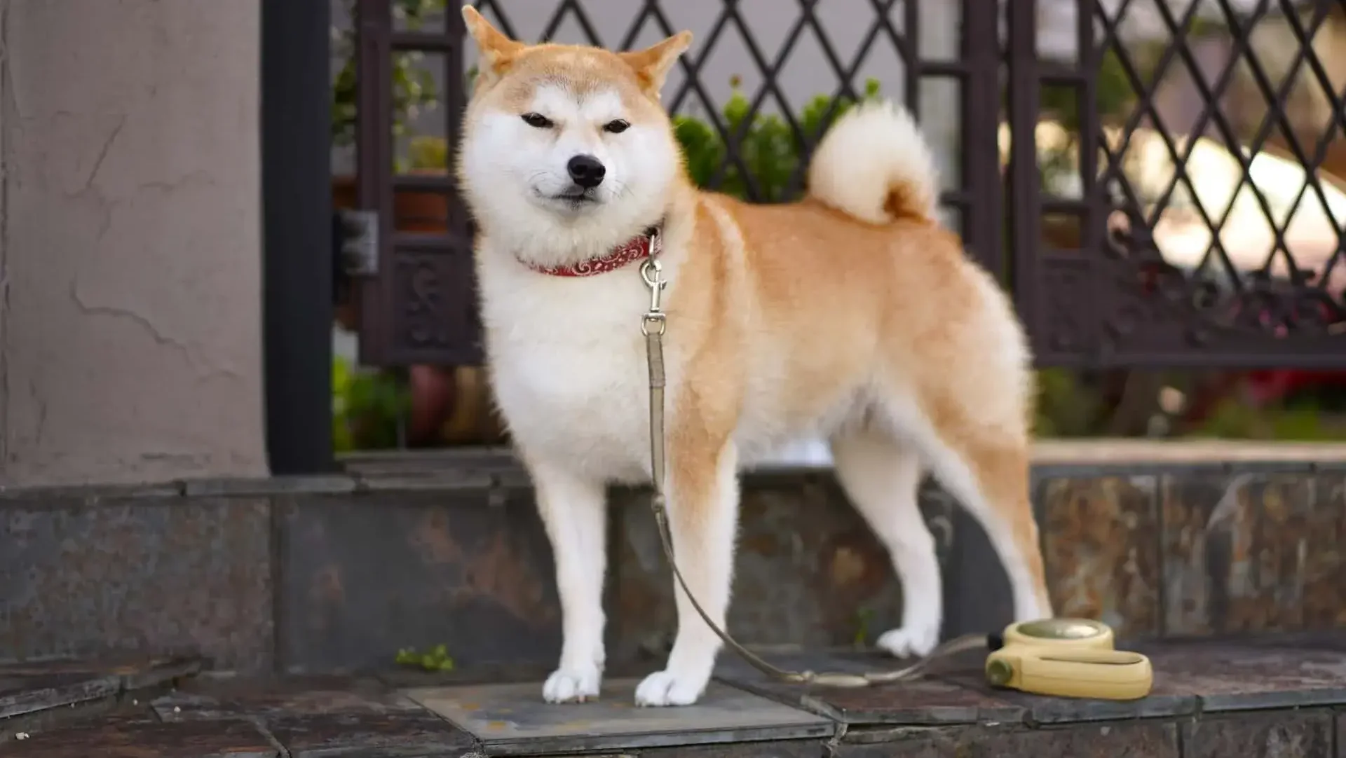 屋外での実践：スモールステップで環境に慣らす