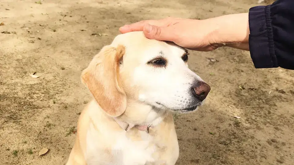 犬のトレーニングで大切なこと