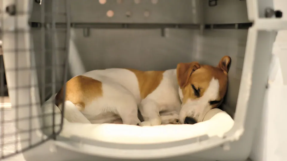 大きな音から愛犬を守る「クレート・ケージ管理」の重要性