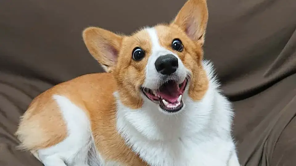 なぜ犬は食事の前にこれほど興奮するのか？
