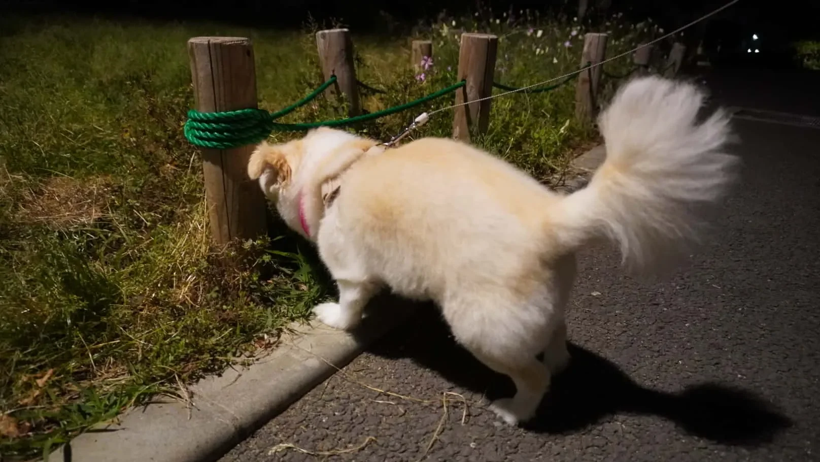 拾い食いを止めさせるトレーニング