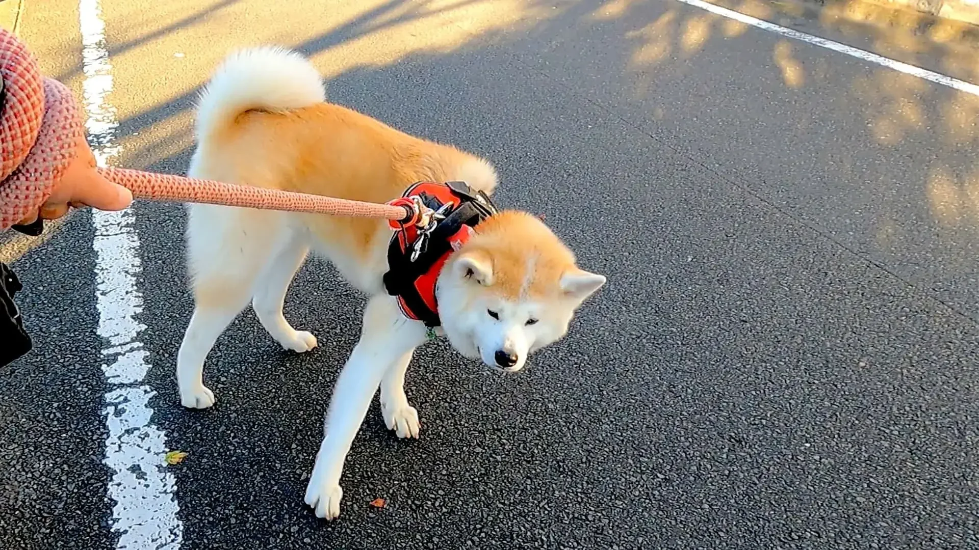 犬が歩かない原因の判別方法