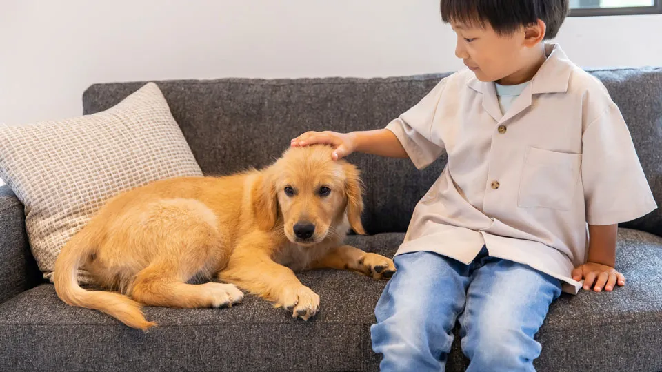 なぜ犬はソファーやベッドなどの「高い場所」を好むのか？
