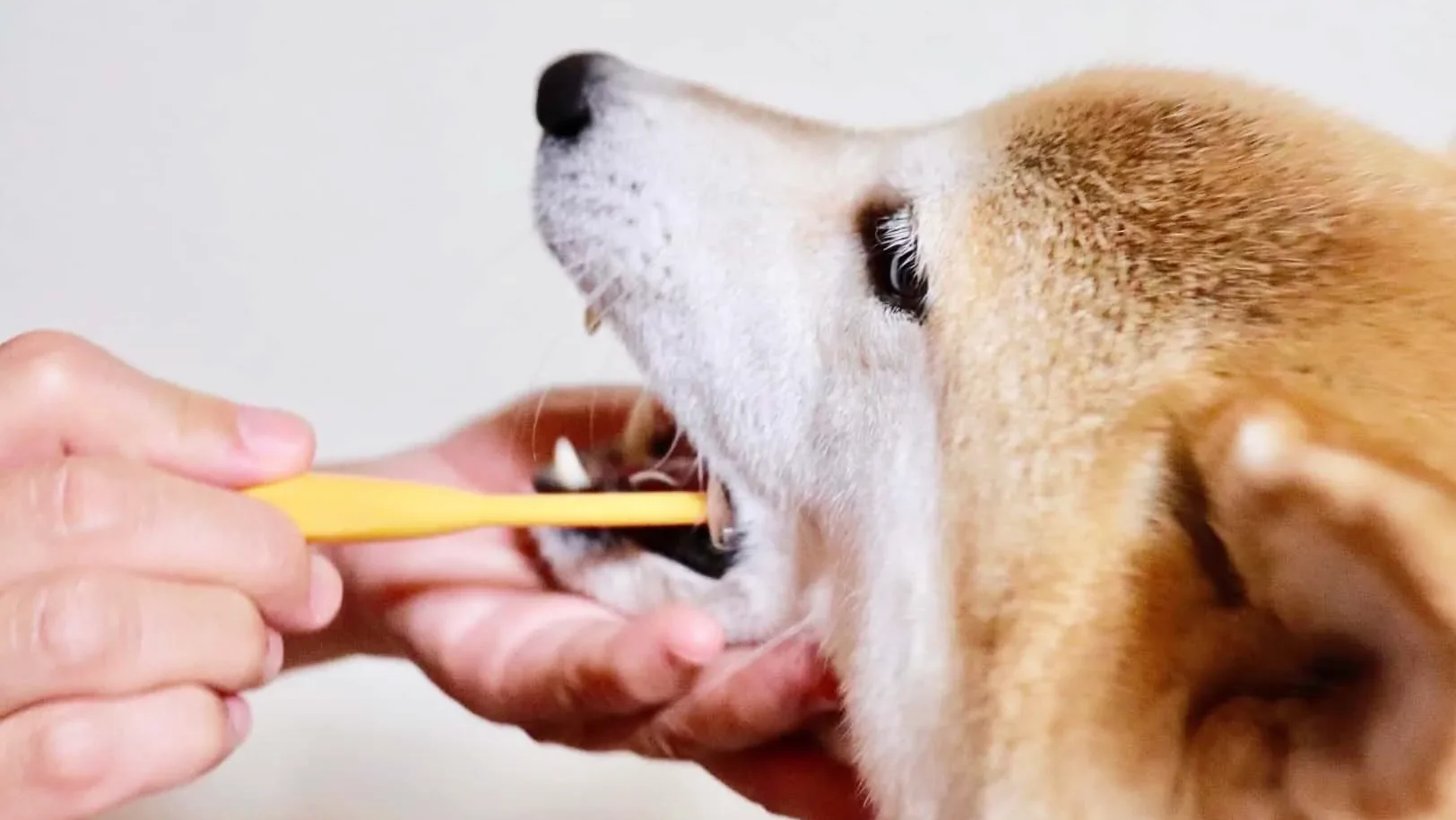柴犬の歯磨き