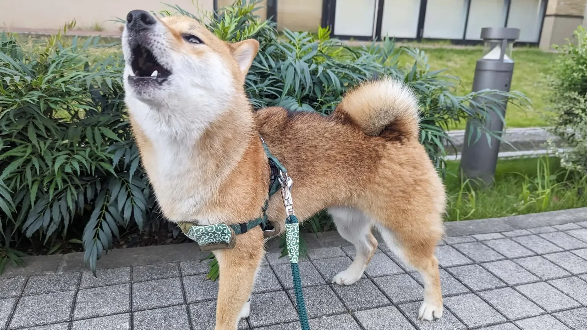 犬の警戒心を無くす方法
