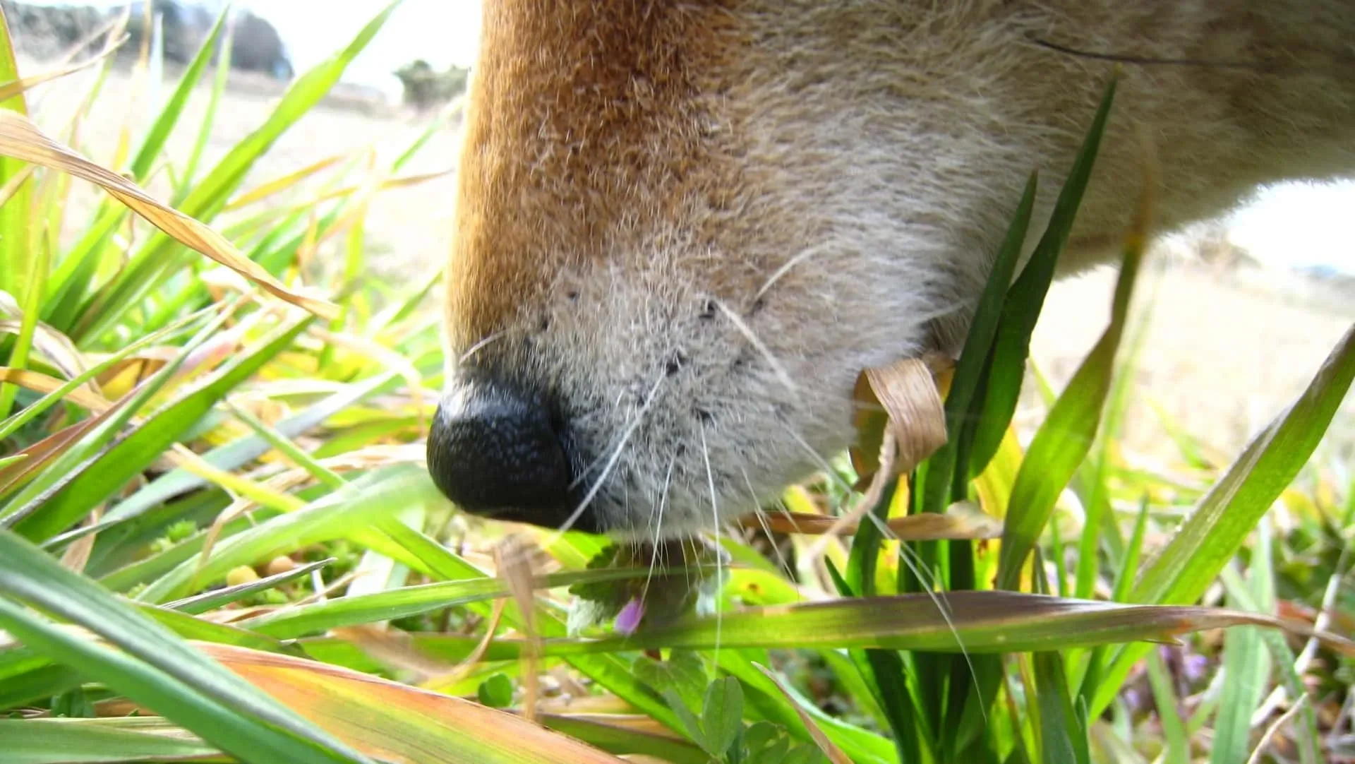 拾い食いの原因